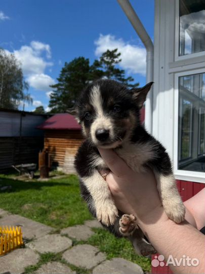 Щенки помесь хаски и немецкой овчарки