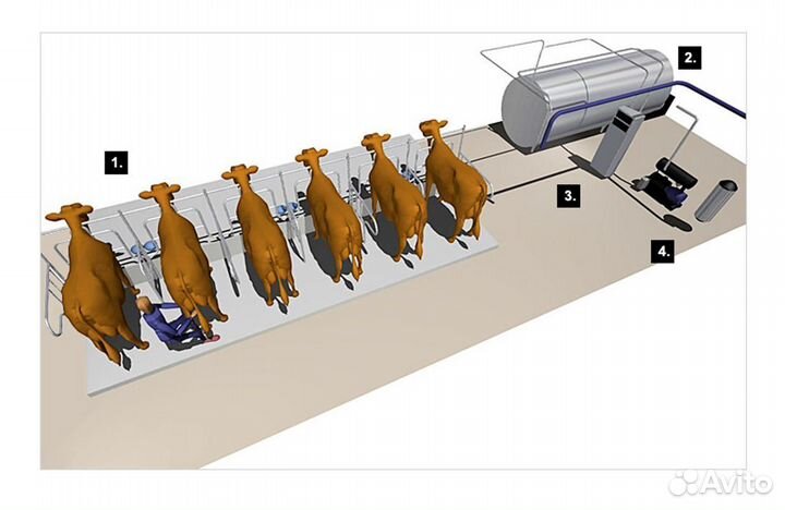 Молокопровод, летний лагерь. 50,100,150,200 голов