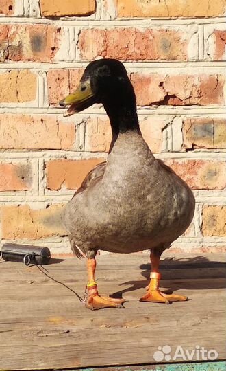 Утки подсадные для охоты