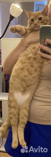 Кот в добрые руки