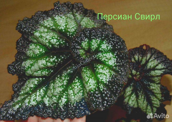 Бегонии: детки и стартеры