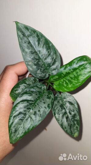 Филодендроны