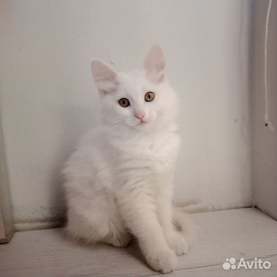 Котята в добрые руки даром