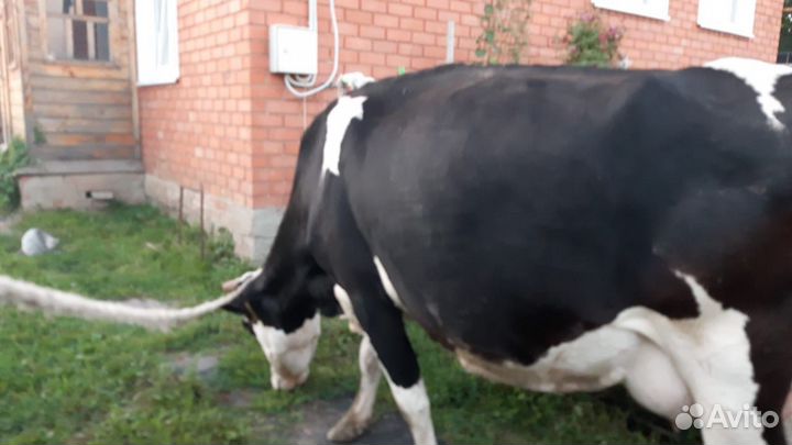 Корова дойная
