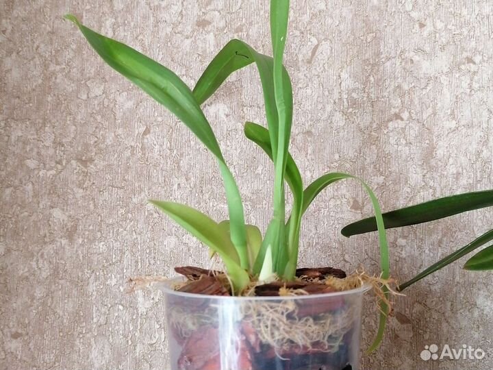 Орхидея Камбри