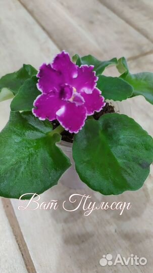 Сортовые фиалки