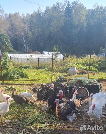 Индюки на племя, мясо