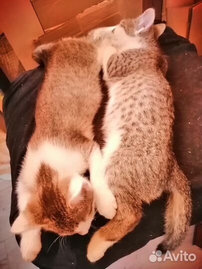 Котята маленькие