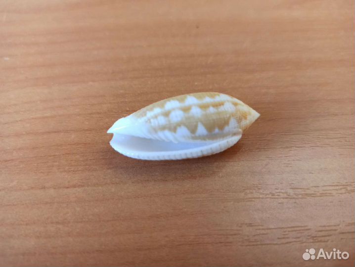 Морская раковина