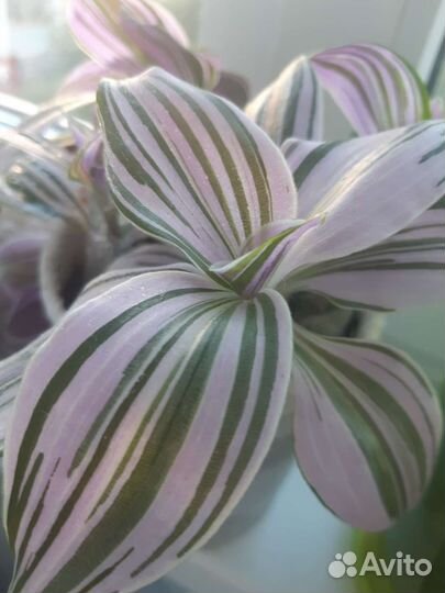 Традесканция