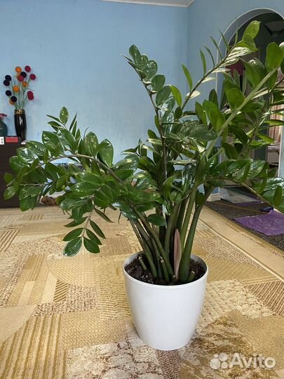 Замиокулькас