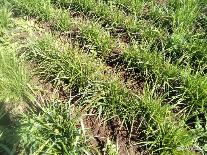 Подушка из травы орехи Чуфа