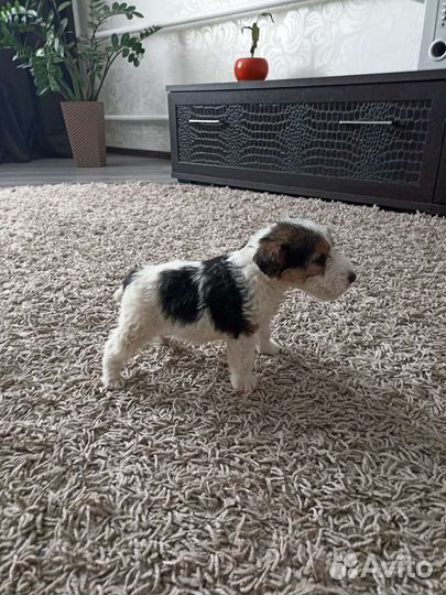 Фокстерьер щенки