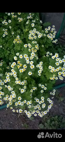 Цветы для сада