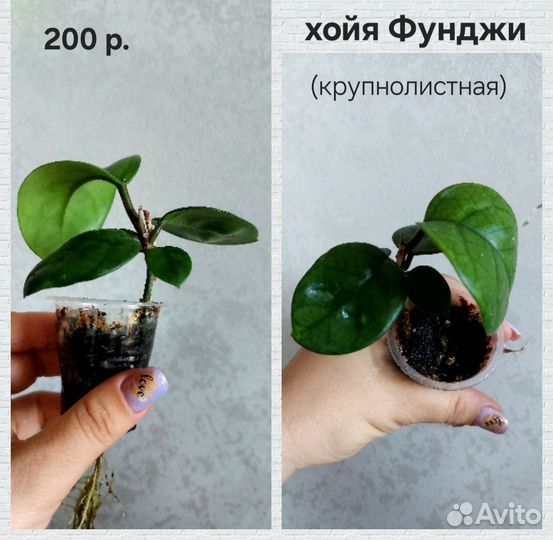 Хойи укорененные (дисхидии)