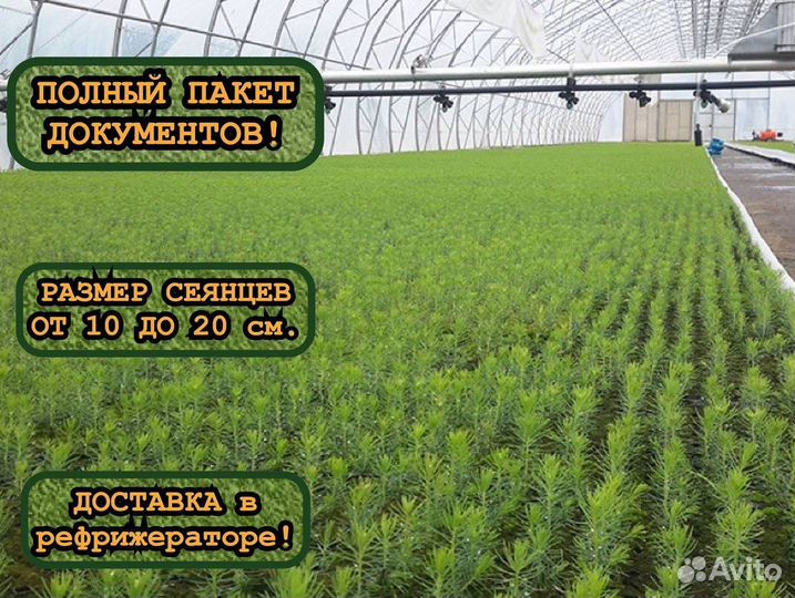 Окс сеянцы ели и сосны