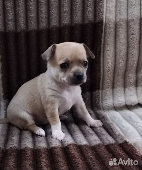 Щенки чихуахуа гладкошерстные