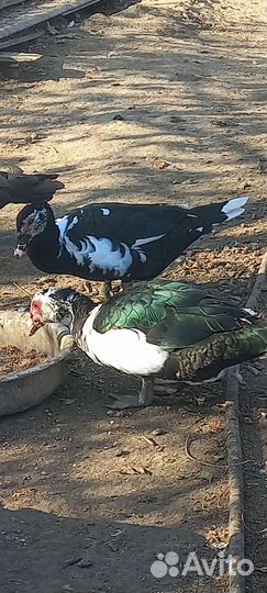 Утки тяжелая линия