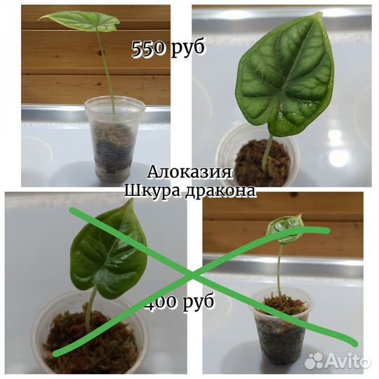 Детки алоказий