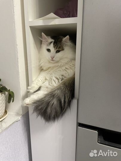 Кошка 1.5 года