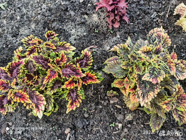 Колеусы вегетативных сортов