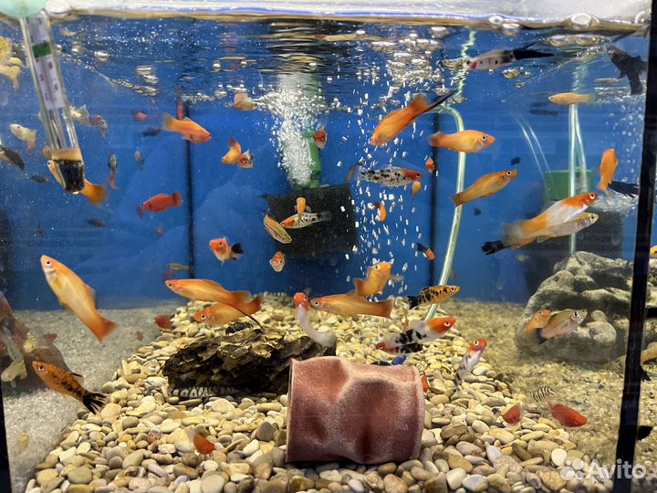 Аквариумные рыбки