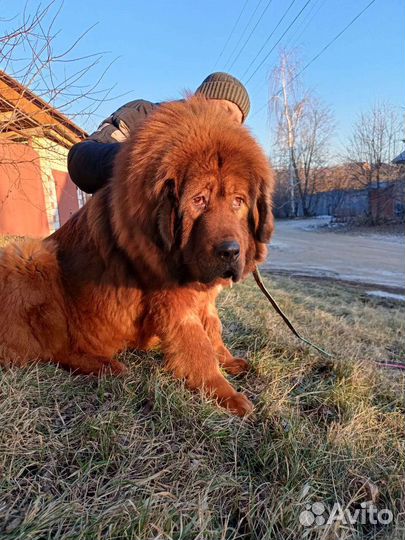 Тибетский мастиф китай девочка 2,5 года РКФ