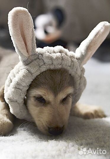 Щенок 2 месяца породы афганская борзая