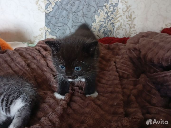 Кот и кошка