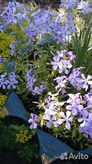 Гвоздика турецкая, Флокс майский, Вербейник