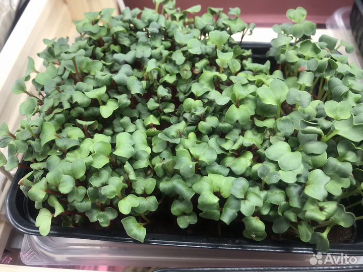 Микрозелень различных культур