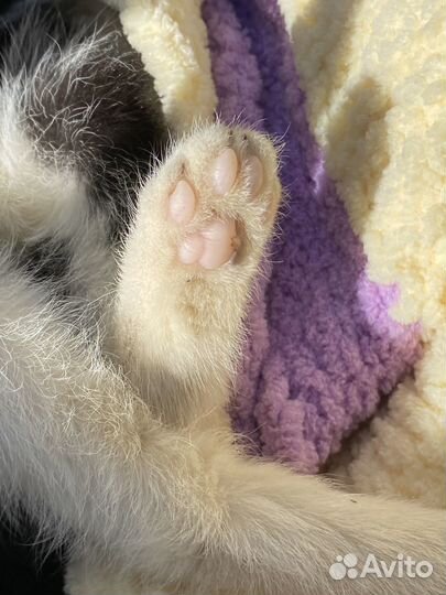 Котик около двух месяцев ищет семью