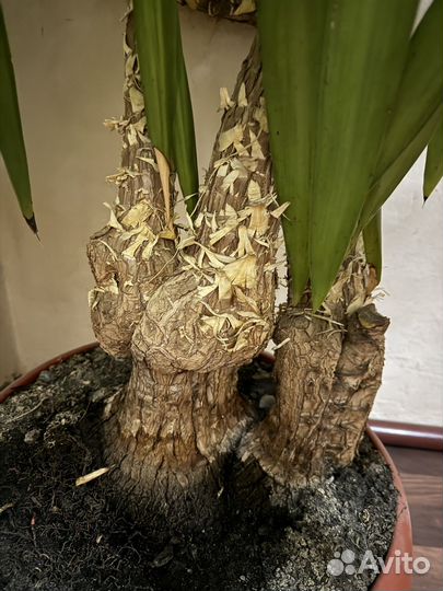 Дерево Юкка