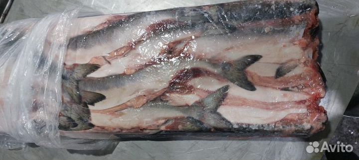 Горбуша с/м 23г. Камчатка