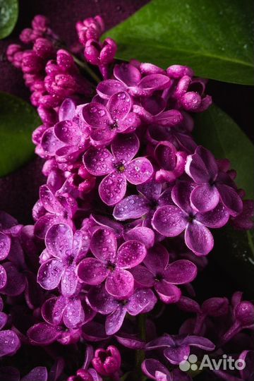 Саженцы сирени