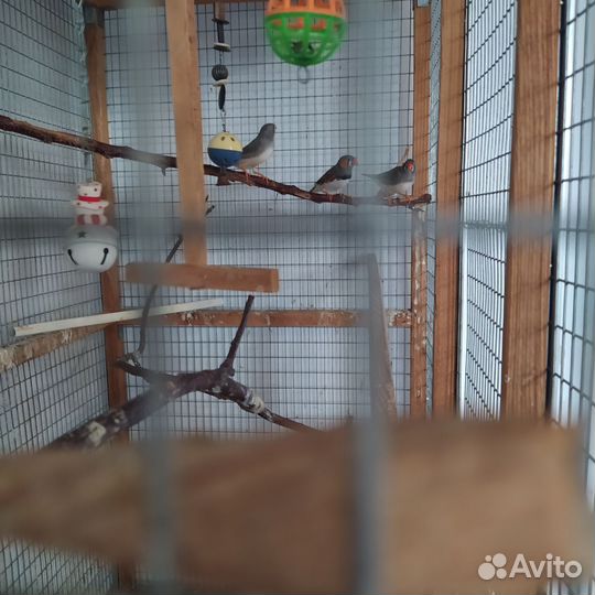 Большая клетка для птиц