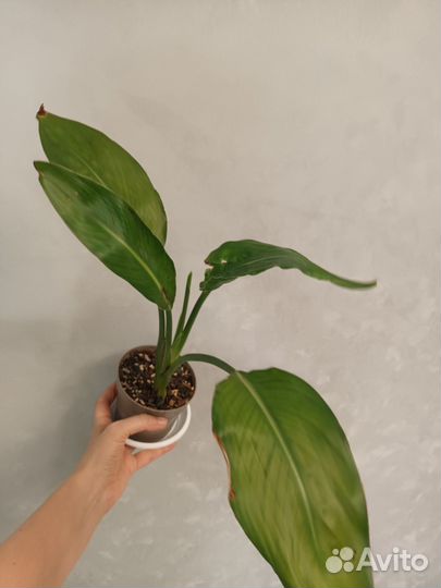 Домашние цветы