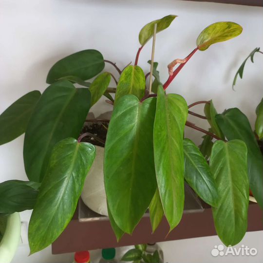 Филодендрон