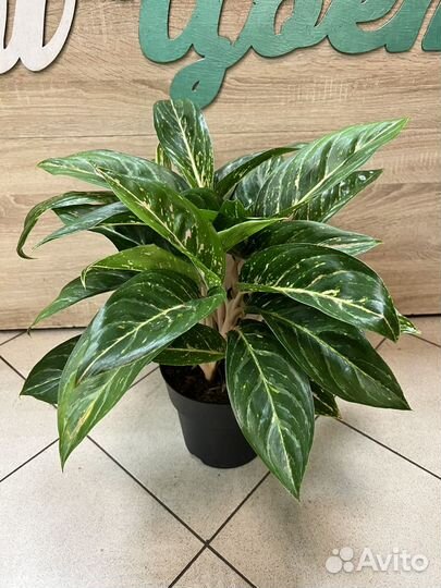 Аглаонема большая