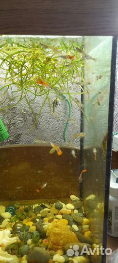 Аквариумные рыбки гуппи