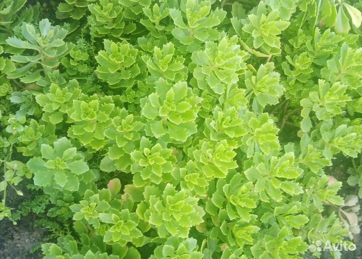 Почвопокровные растения