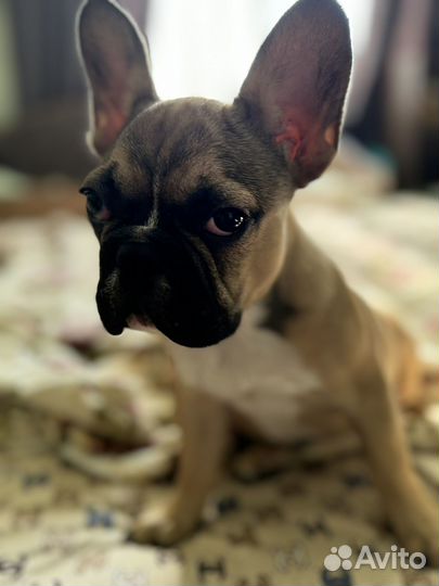 Французский бульдог