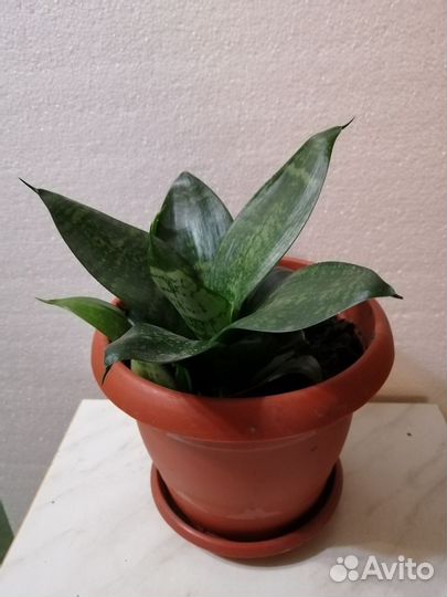 Сансевиерия