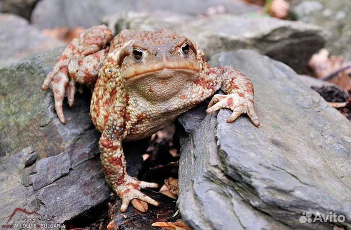 Жаба bufo bufo
