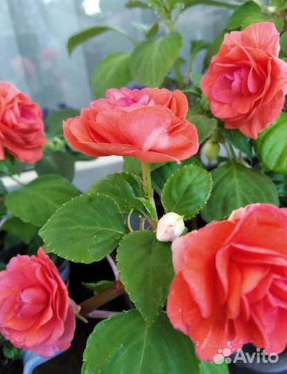 Бальзамины сортовые