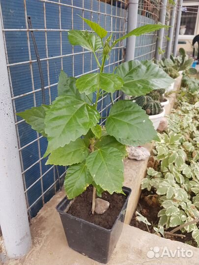 Гибискус китайская роза