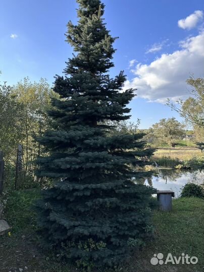 Ель канадская голубая
