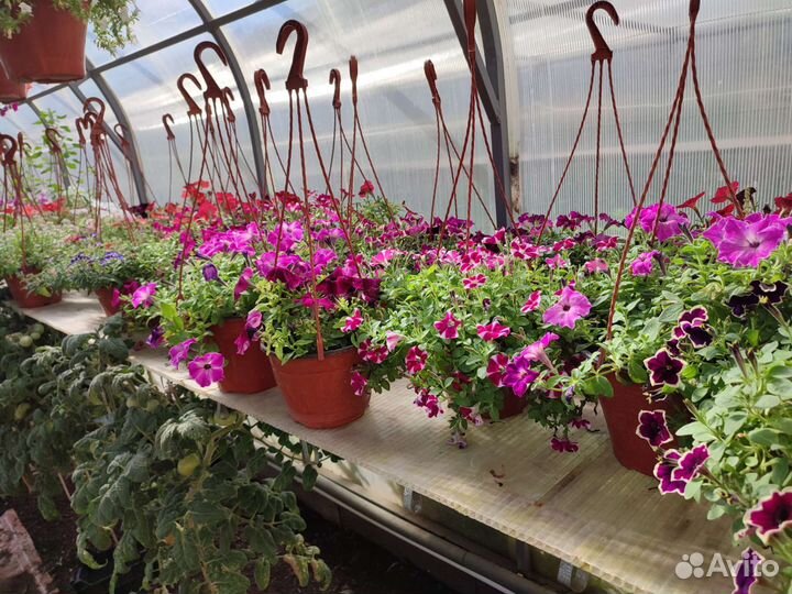 Рассада цветов