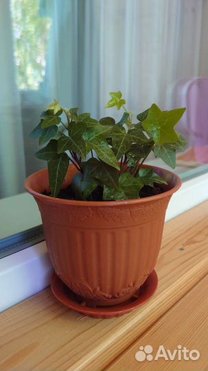 Комнатный плющ