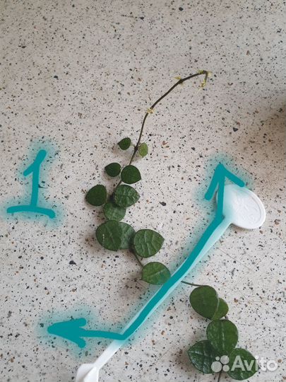 Дисхидия хирсута